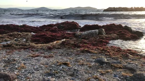 Sea and cloudy sunset Video stock 145900625