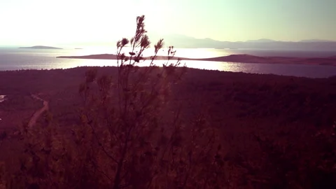 Sea and forest at sunset 库存影片 260239891