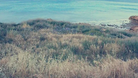 Sea and grass Video stock 82478831
