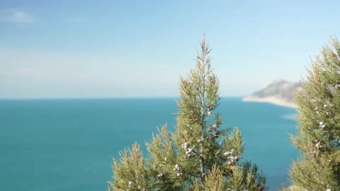 Sea and mountain views through juniper trees 스톡 동영상 236569886