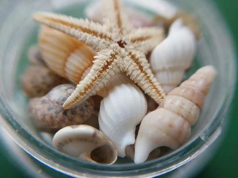 Sea and ocean small shells Foto stock