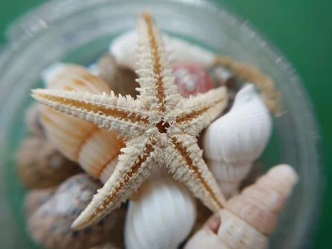 Sea and ocean small shells Stock Photos