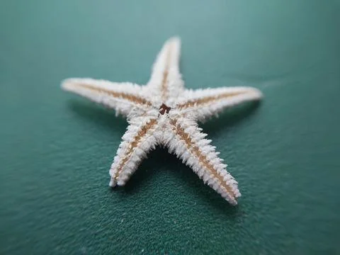 Sea and ocean small shells Stock Photos