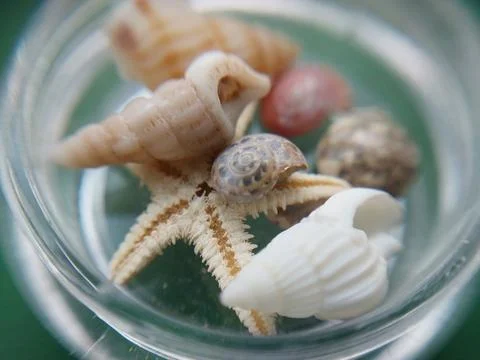 Sea and ocean small shells 库存照片