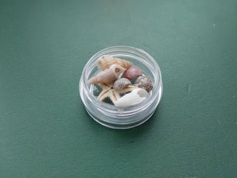 Sea and ocean small shells Stock Photos