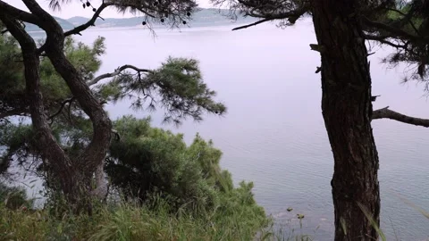 Sea and pine trees 動画素材 146644369
