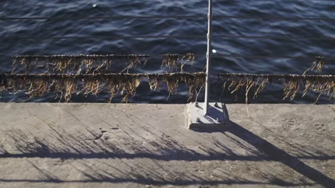 Sea and Promendade Stock Footage 336661219