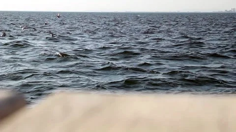Sea and Seagull Vídeos de archivo 55366358