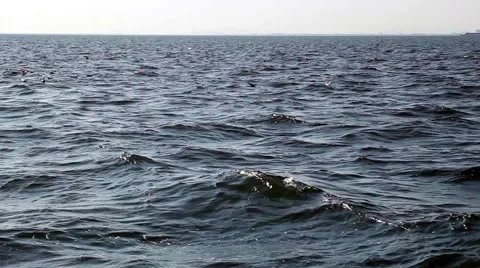 Sea and Seagull Vídeo Stock 55368513