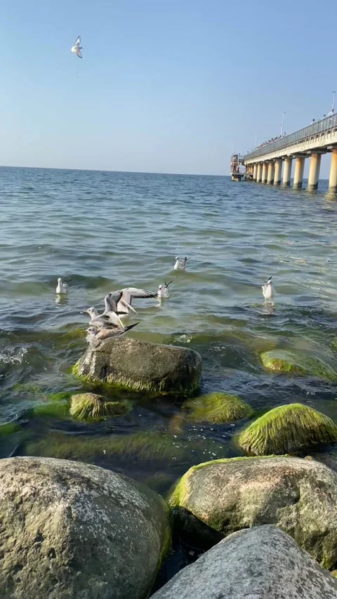 Sea ​​and seagulls Video stock 232169063