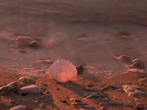 Sea and shell Stock Photos