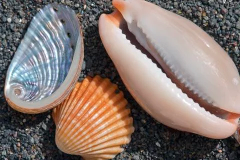 Sea and shells Stock Photos