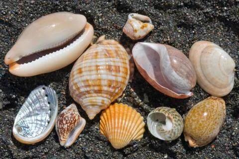 Sea and shells Stock Photos
