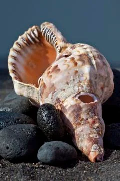 Sea and shells Stock Photos