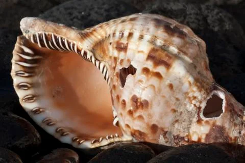 Sea and shells Foto stock
