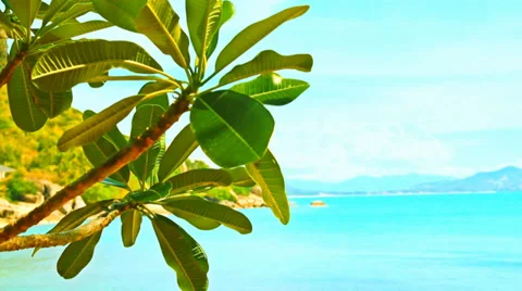 Sea and tree Stock Footage 37581835