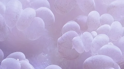 Sea Anemon close -up in slow movement. Stock Footage 135060346