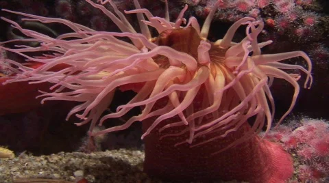 Sea anemone 2 Vídeos de archivo 491524