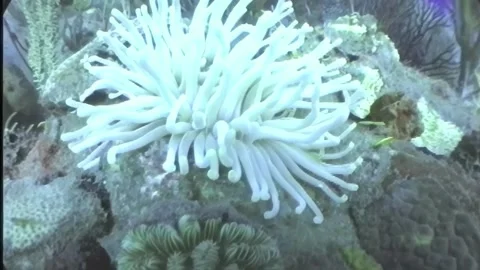 SEA ANEMONE 3 Stock Footage 306624301