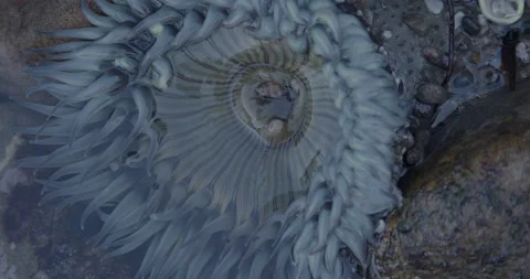 Sea Anemone 4K Stock Footage 222885017