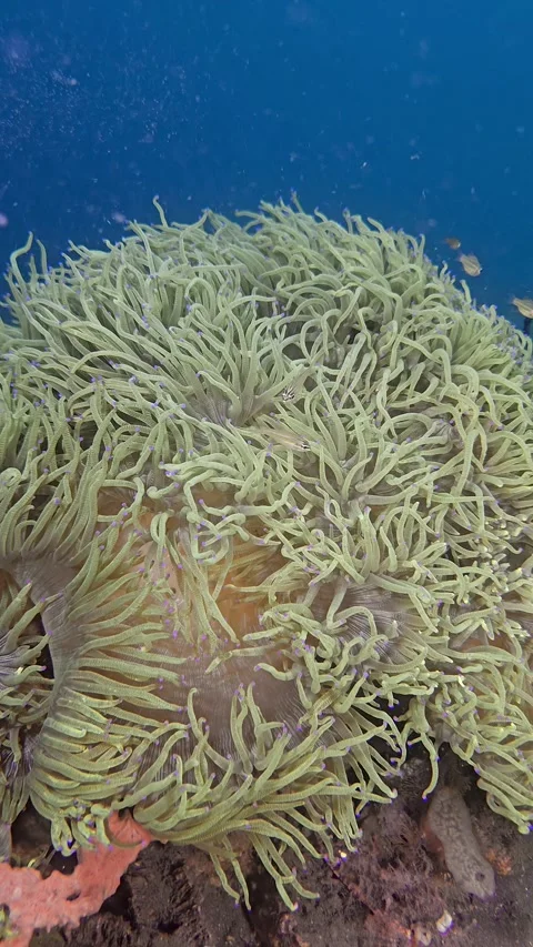 Sea anemone on a blue background Stock Footage 345619456