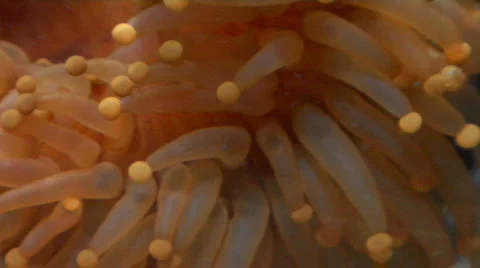 Sea Anemone Close Up Stock-Footage 726907