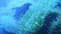 Sea Anemone In Crashing Blue Ocean Wave HD Footage