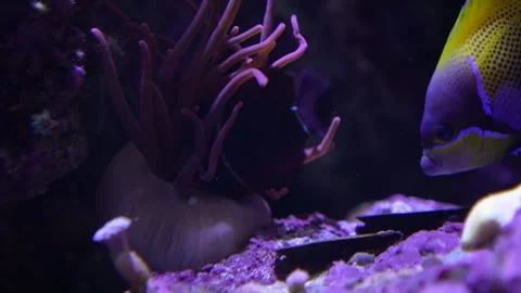 Sea Anemone with fish Stock Footage 294205060