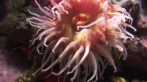 Sea anemone Stock-Footage 489238