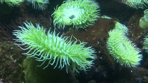 Sea Anemone  스톡 동영상 600776