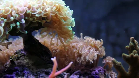 Sea anemone 스톡 동영상 1009612