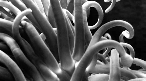 Sea anemone Stock Footage 1047384