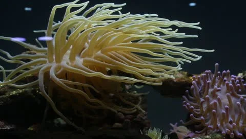 Sea Anemone Stock Footage 10763830