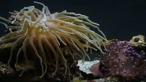 Sea Anemone Stock Footage 10768821
