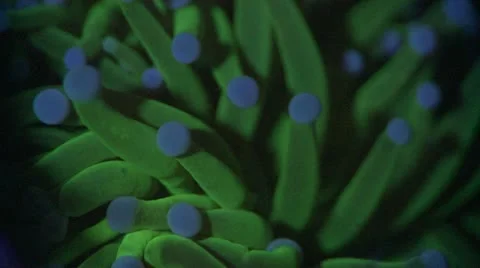 Sea Anemone Stock Footage 12210104