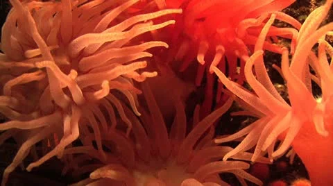 Sea anemone Stock Footage 20132193