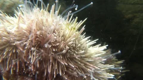 Sea Anemone Stock Footage 22181988