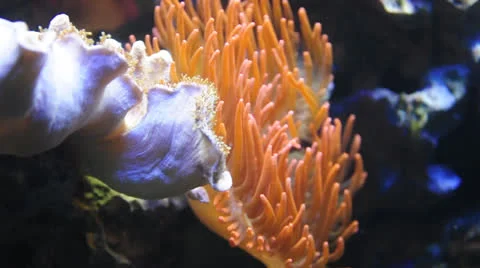 Sea anemone Stock Footage 22554153