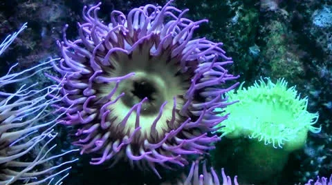 Sea Anemone Stock Footage 25903949