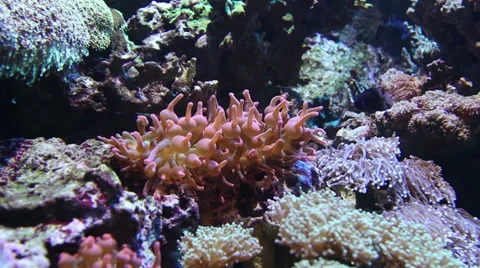 Sea Anemone Stock Footage 31382295
