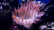 Sea Anemone. Stock Footage