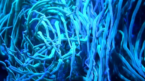 Sea Anemone Видео 39026331