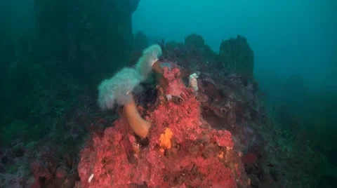 Sea Anemone 스톡 동영상 42979266