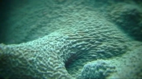 Sea anemone. Stock Footage 44558281