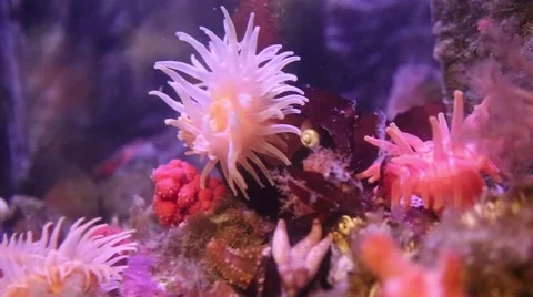 Sea anemone Stock Footage 47861063