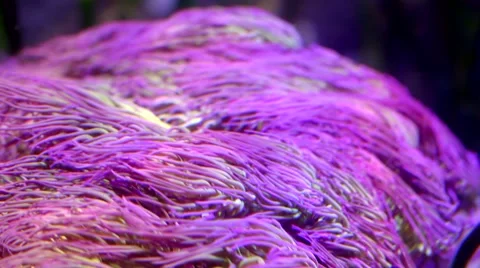 Sea Anemone Stock Footage 59188919