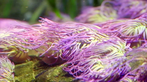 Sea Anemone Stock Footage 59188925