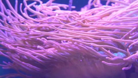 Sea Anemone Video stock 77885040