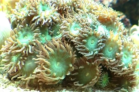 Sea Anemone Stock Footage 107074361