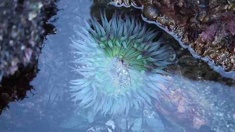 Sea Anemone Stock Footage 196187636